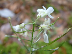 Cardamine bulbosa