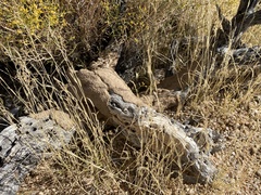 Gnathamitermes