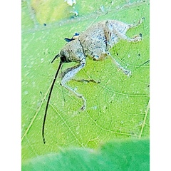 Curculio proboscideus