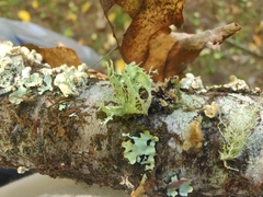 Ramalina americana