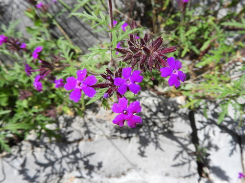 Image of Glandularia elegans by (c) Leticia Jiménez Hernández, some rights reserved (CC BY-SA)