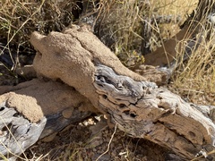 Gnathamitermes
