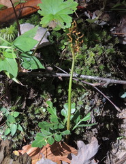 Sceptridium multifidum