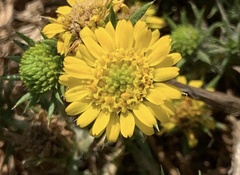 Centromadia parryi congdonii