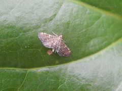 Pilocrocis ramentalis