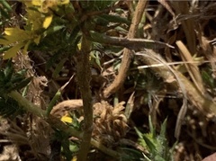 Centromadia parryi congdonii