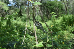 Dictyanthus