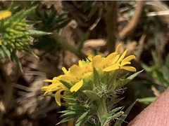 Centromadia parryi congdonii