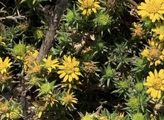 Centromadia parryi congdonii