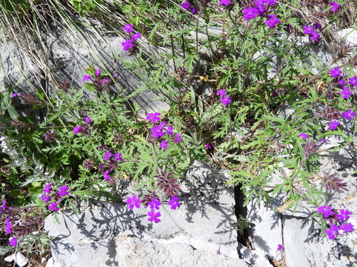 Image of Glandularia elegans by (c) Leticia Jiménez Hernández, some rights reserved (CC BY-SA)