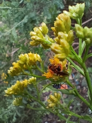 Melanopleurus bicolor