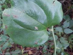 Pilocrocis ramentalis