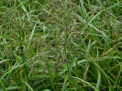 Scirpus microcarpus