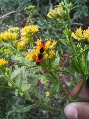 Melanopleurus bicolor