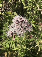 Aristeguietia salvia