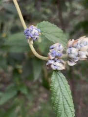 Ceanothus caeruleus