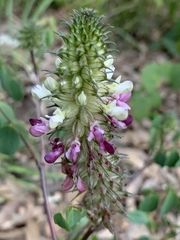 Dalea bicolor