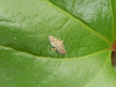 Pilocrocis ramentalis