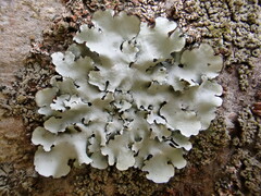 Parmotrema clavuliferum