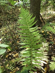 Homalosorus pycnocarpos