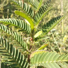 Chamaecrista serpens