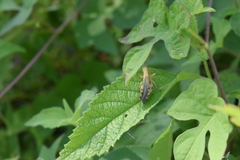 Abracris dilecta
