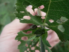 Zygogramma piceicollis