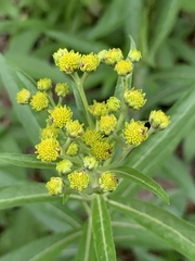 Verbesina virgata