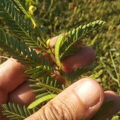 Chamaecrista serpens