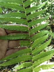 Homalosorus pycnocarpos