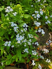 Myosotis sylvatica