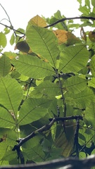 Carya cordiformis