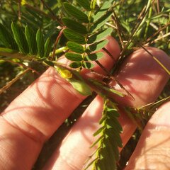 Chamaecrista serpens