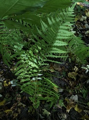 Homalosorus pycnocarpos