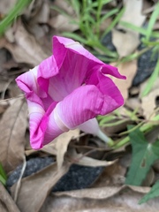 Ipomoea elongata