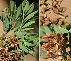 Notobubon laevigatum