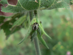 Zygogramma piceicollis