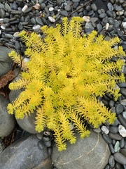 Sedum mexicanum