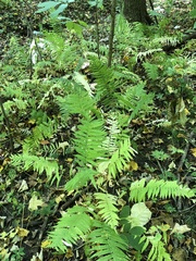 Homalosorus pycnocarpos