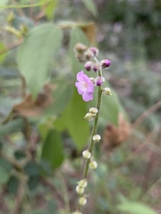 Priva mexicana