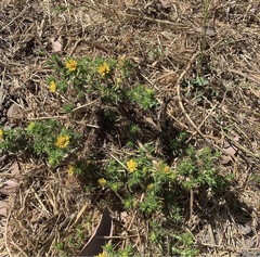 Centromadia parryi congdonii