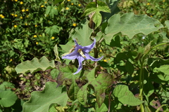 Solanum houstonii