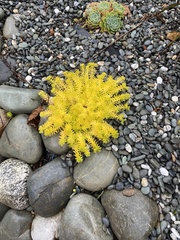 Sedum mexicanum