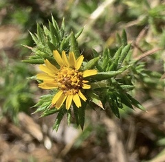 Centromadia parryi congdonii
