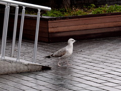 Larus