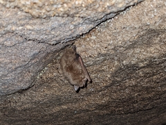 Perimyotis subflavus