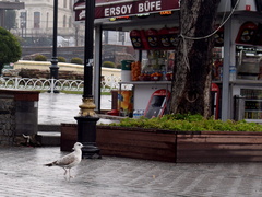 Larus