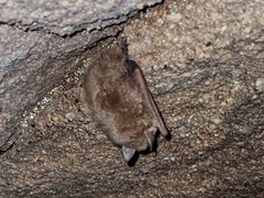 Perimyotis subflavus