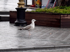 Larus