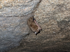 Perimyotis subflavus